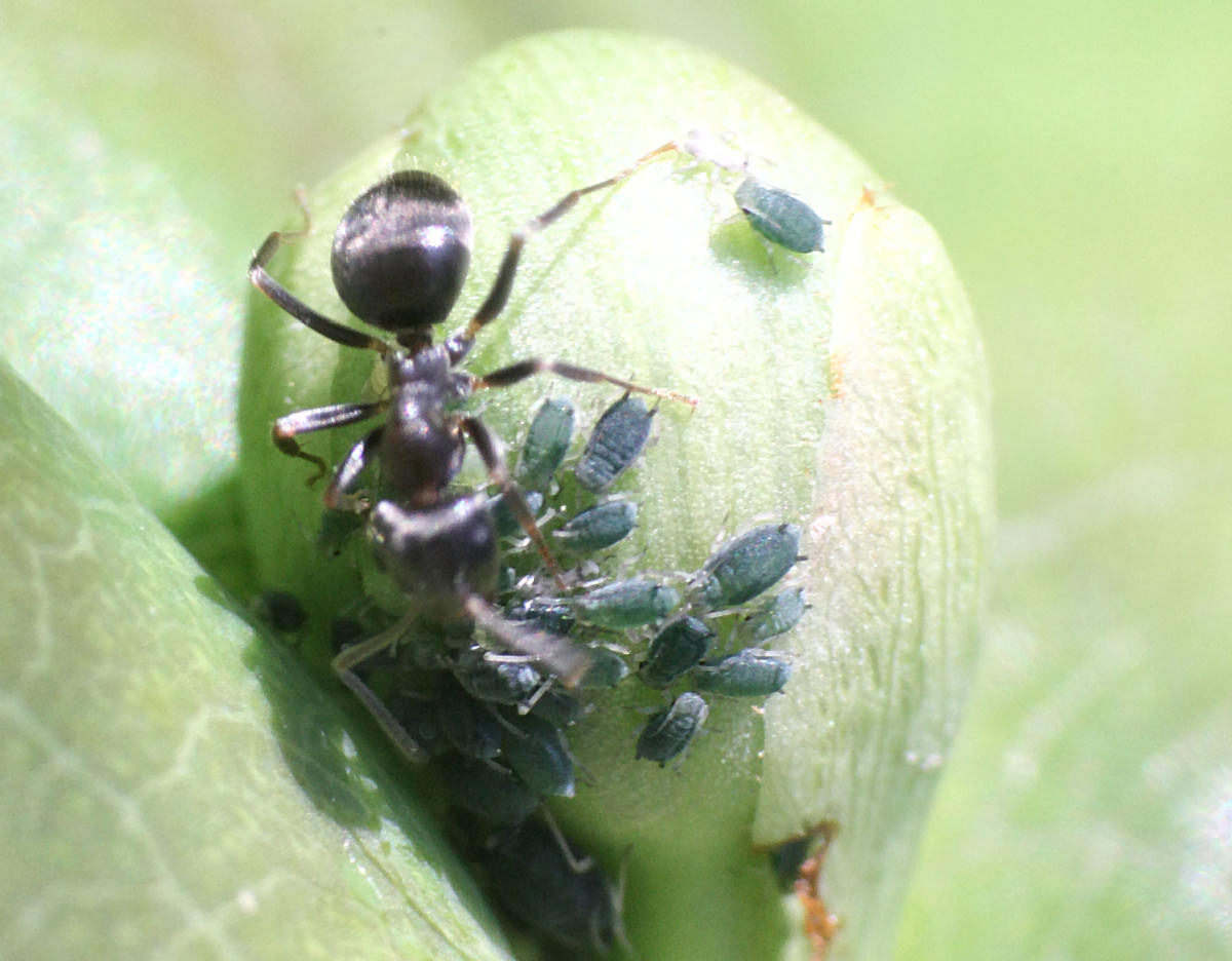Aphis (Aphis) gossypii della Lombardia (MB)